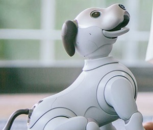 AIBO