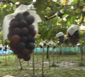 Thumbnail of post image 090