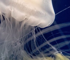 Thumbnail of post image 169