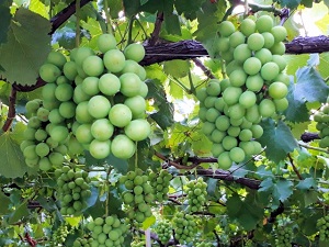 Thumbnail of post image 022