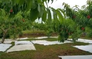 Thumbnail of post image 034