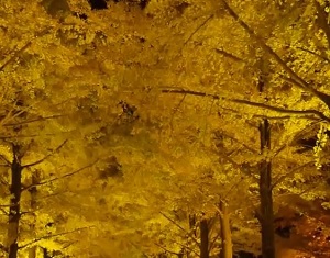 Thumbnail of post image 057