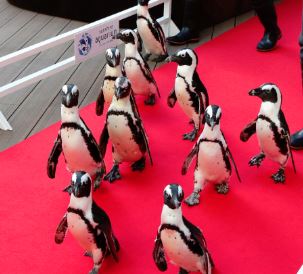 HALLOWEEN FESTIVAL2018 