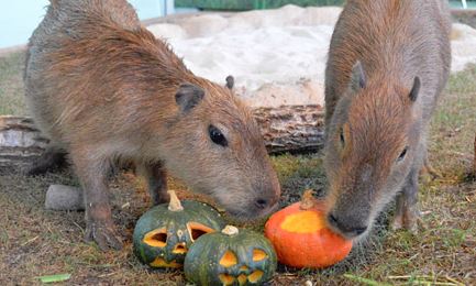 えのすいハロウィン