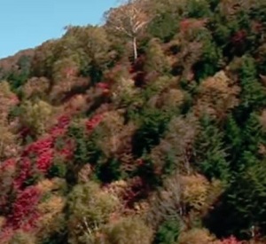 Thumbnail of post image 187