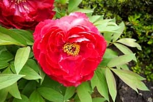 ぼたもちの由来は牡丹