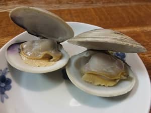 お食い初めにホンビノス貝