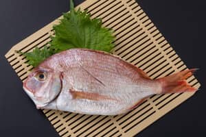 お食い初め祝い鯛代わりエビ