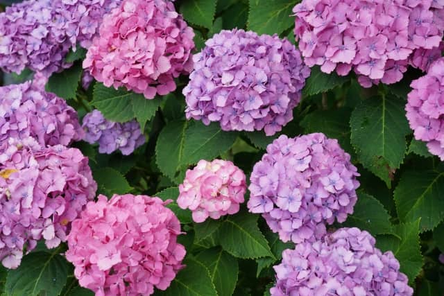 玄関にアジサイを飾ると金運アップ