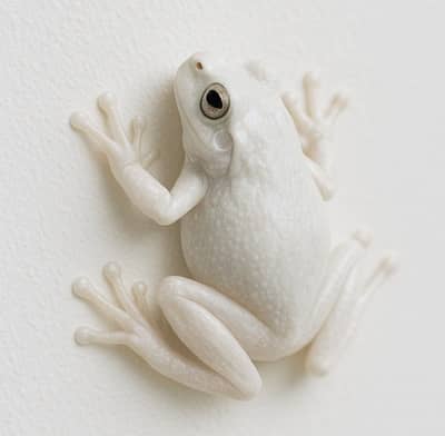 白いカエルを見たときのスピリチュアル意味