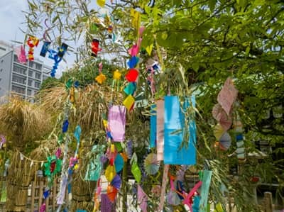 七夕に短冊を吊るす